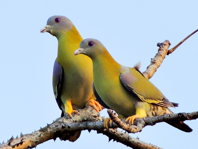 Yellow-footed Green Pigeon, the bird Adhalakki Gudlu is named after