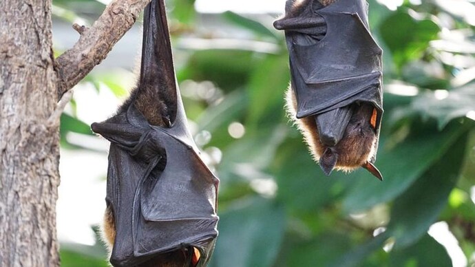Indian Flying Fox, the bat Bavalakki Gudlu is named after