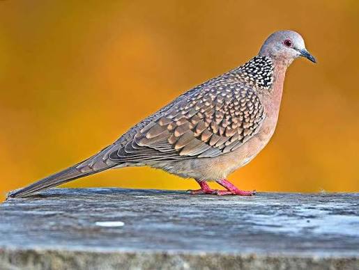 Spotted Dove, the bird Chawarhakki Gudlu is named after