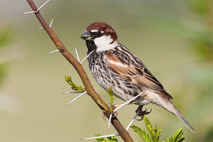 House Sparrow, the bird Gubbakki Gudlu is named after