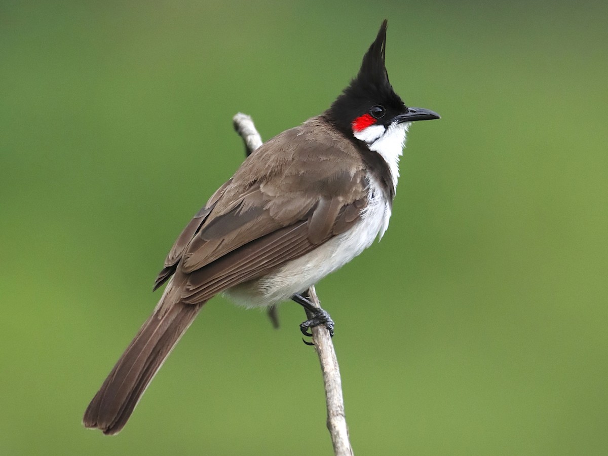 Red-whiskered Bulbul, the bird Kotaalahaaki Gudlu is named after