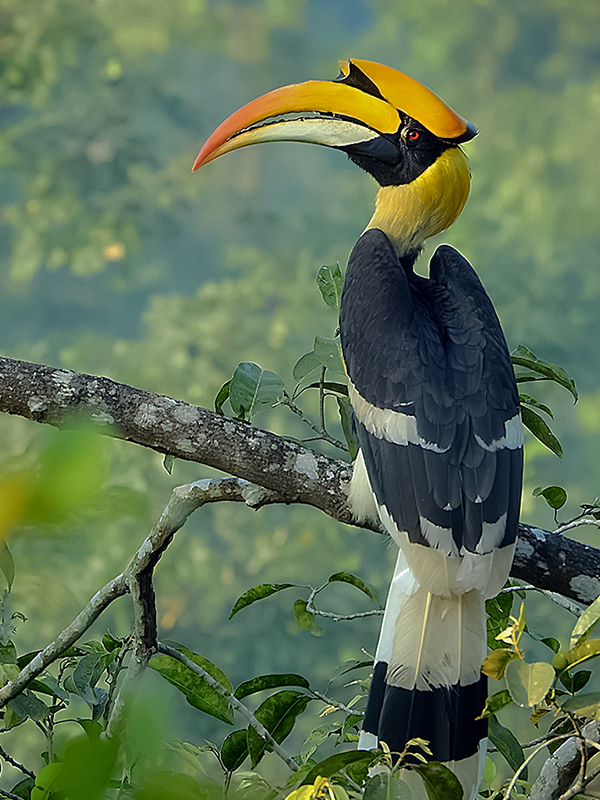 Great Hornbill, the bird Thattiganahakki Gudlu is named after